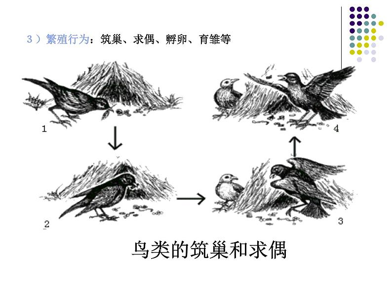 2018年秋人教版生物八年级下册教学课件：  第五单元 第二章 第二节  先天性行为和学习行为第7页