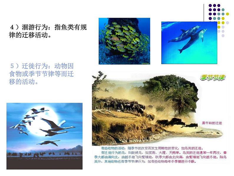 2018年秋人教版生物八年级下册教学课件：  第五单元 第二章 第二节  先天性行为和学习行为第8页