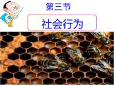 第三节 社会行为 课件