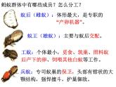 第三节 社会行为 课件
