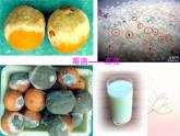 八年级生物上册第五单元第四章第一节 细菌和真菌 课件