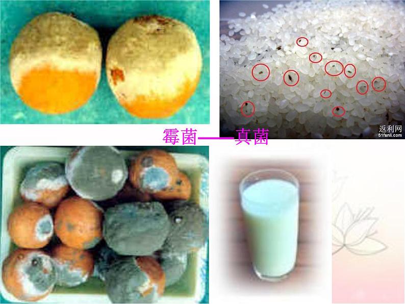 八年级生物上册第五单元第四章第一节 细菌和真菌第2页