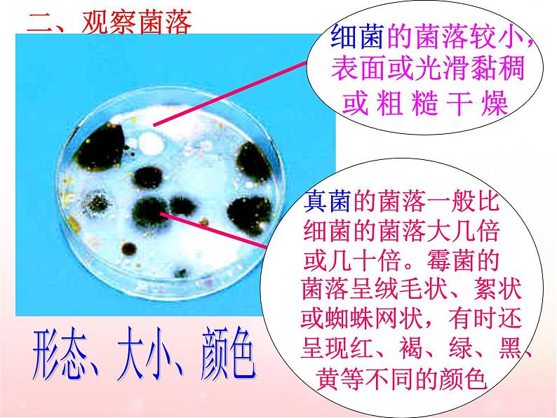 八年级生物上册第五单元第四章第一节 细菌和真菌第8页