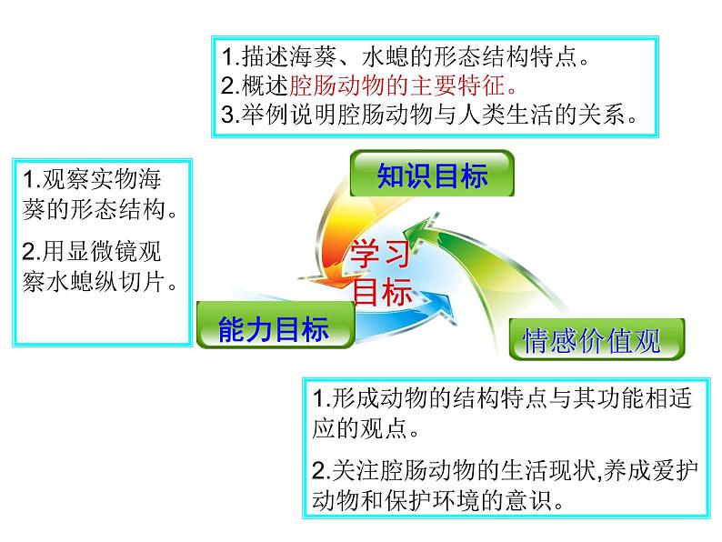 八年级生物腔肠动物 课件03