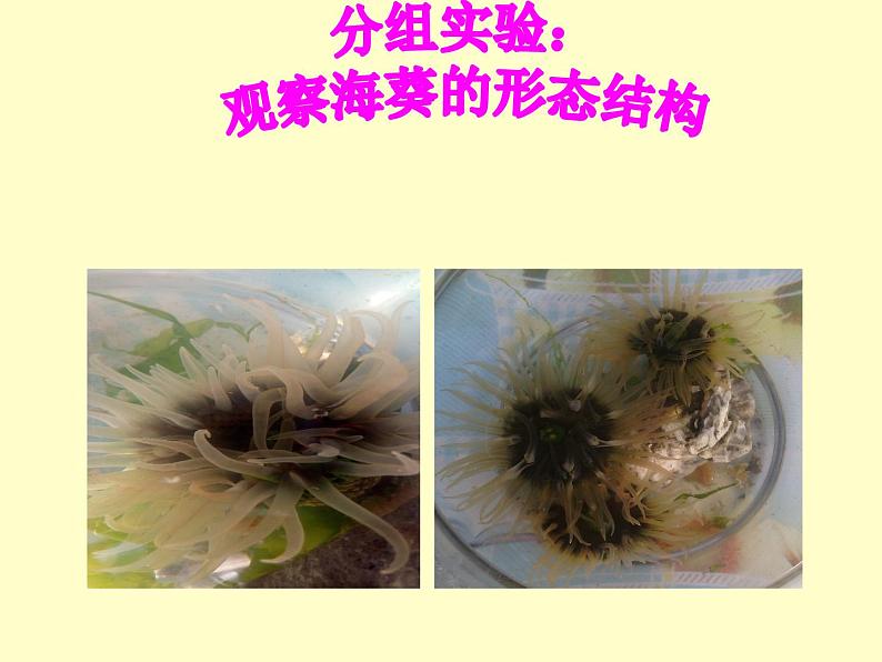 八年级生物腔肠动物 课件04