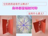 八年级生物腔肠动物 课件