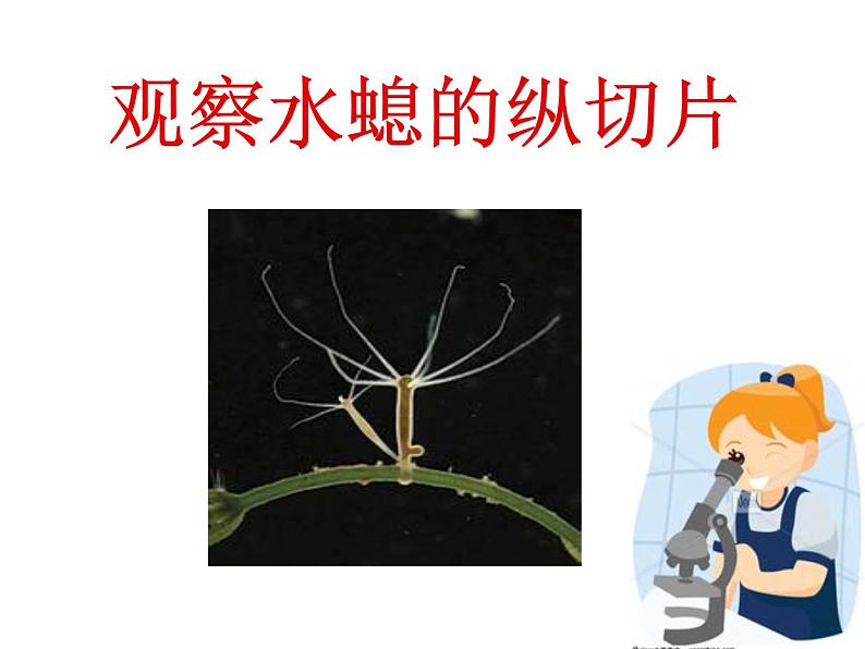 八年级生物腔肠动物 课件08