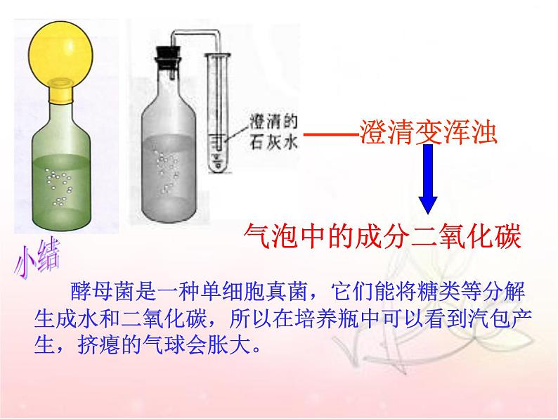 八年级生物第五单元第四章第五节 人类对细菌和真菌的利用 课件08