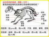 人教版八年级生物上册  第五单元第二章第一节 动物的运动 课件