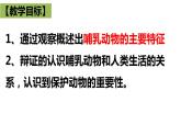 人教版八年级上册生物课件第五单元第一章 第七节 哺乳动物(课件 视频)