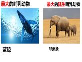 人教版八年级上册生物课件第五单元第一章 第七节 哺乳动物(课件 视频)