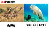 人教版八年级上册生物课件第五单元第一章 第七节 哺乳动物(课件 视频)