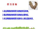 人教版八年级生物上册  5.1.5  两栖动物和爬行动物 （39张PPT 视频素材）