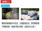 人教版八年级生物上册  5.1.5  两栖动物和爬行动物 （39张PPT 视频素材）