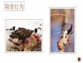第二节 先天性行为和学习行为 课件