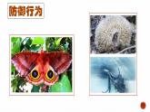 第二节 先天性行为和学习行为 课件