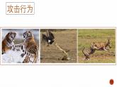 第二节 先天性行为和学习行为 课件