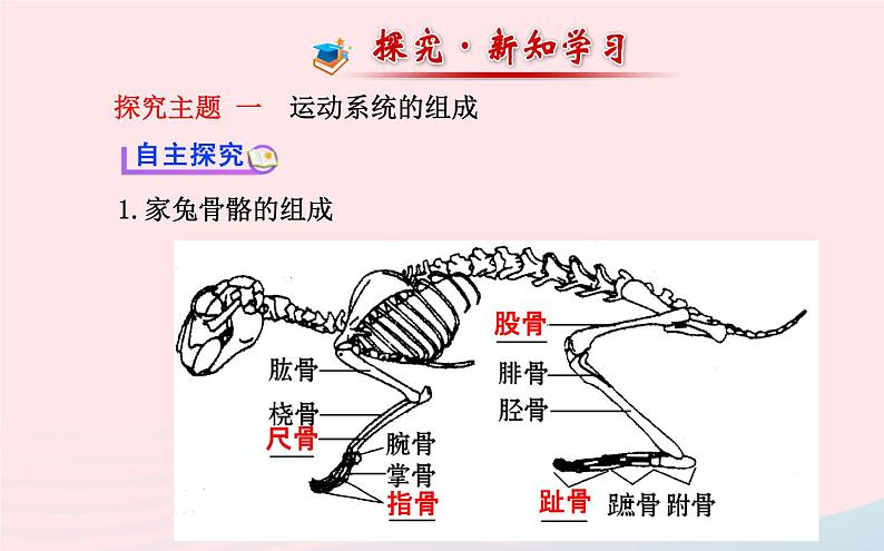 八年级生物上册第五单元第二章第一节动物的运动课件新版新人教版02