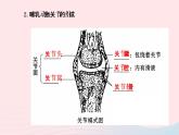 八年级生物上册第五单元第二章第一节动物的运动课件新版新人教版