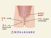 北师大版初中生物八年级上册 6.19.1 人的生殖和发育 课件