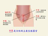 北师大版初中生物八年级上册 6.19.1 人的生殖和发育 课件