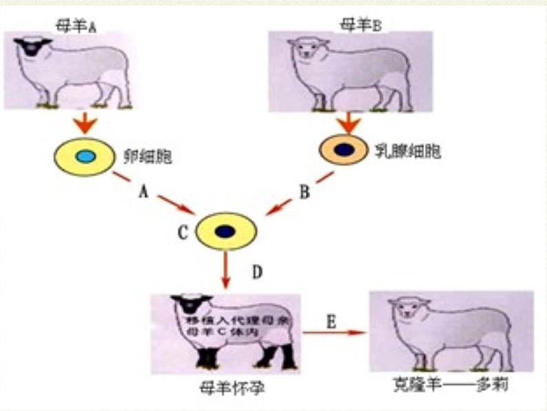 北师大版初中生物八年级上册 6.20.2 性状遗传的物质基础 课件03