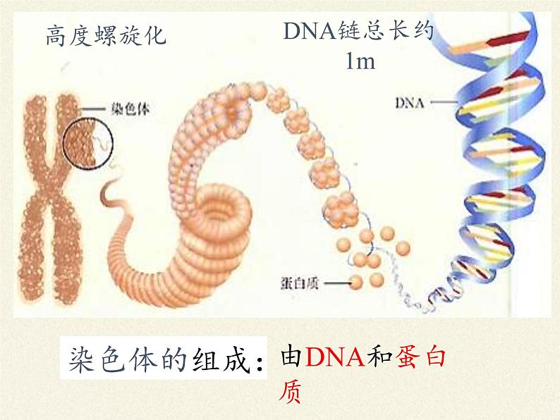 北师大版初中生物八年级上册 6.20.2 性状遗传的物质基础 课件08