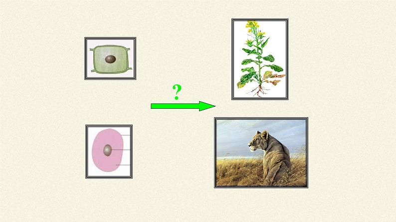 北师大版初中生物七年级上册 2.4.1 细胞分化形成组织 课件02