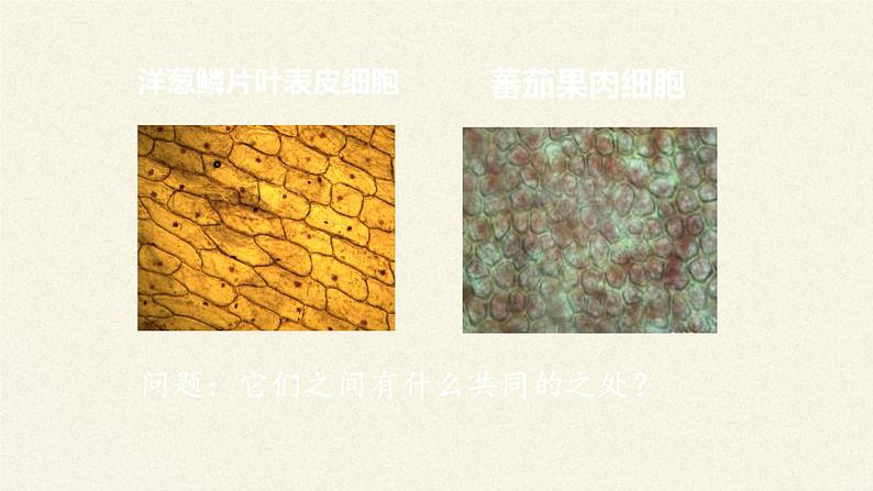 北师大版初中生物七年级上册 2.4.1 细胞分化形成组织 课件05