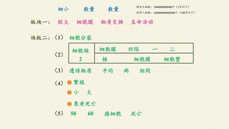 北师大版初中生物七年级上册 2.3.3 细胞通过分裂而增殖 课件03