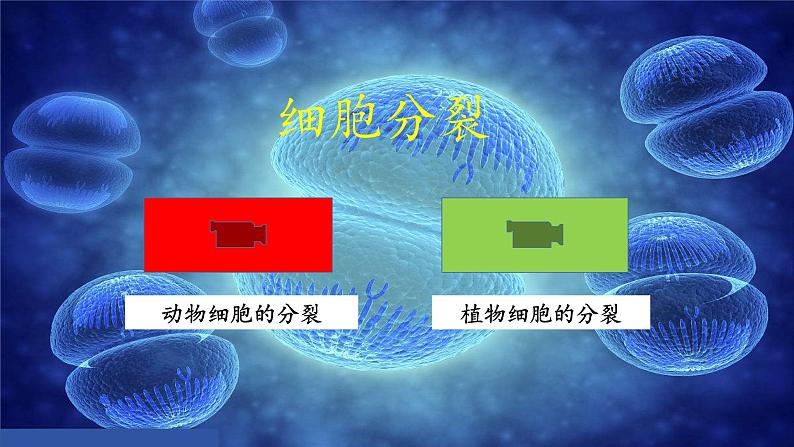 北师大版初中生物七年级上册 2.3.3 细胞通过分裂而增殖 课件06