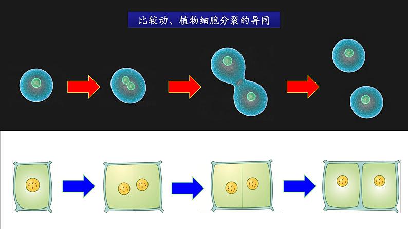 北师大版初中生物七年级上册 2.3.3 细胞通过分裂而增殖 课件07