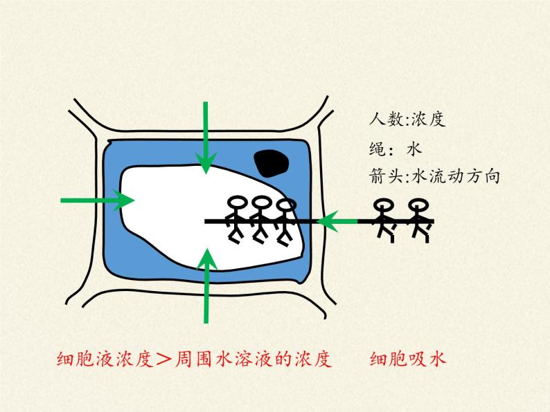 北师大版初中生物七年级上册 3.5.3 吸收作用 课件05