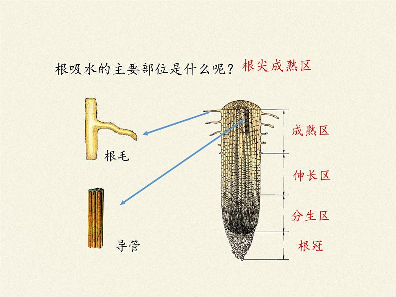 北师大版初中生物七年级上册 3.5.3 吸收作用 课件08