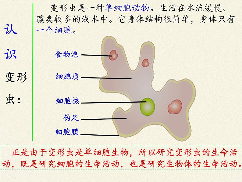 北师大版初中生物七年级上册 2.3.2 细胞是生命活动的单位 课件04