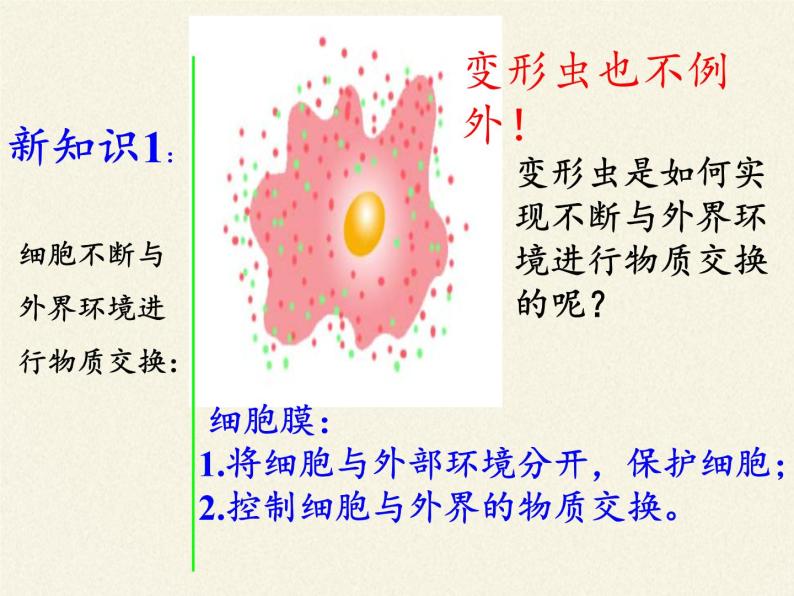 北师大版初中生物七年级上册 2.3.2 细胞是生命活动的单位 课件08