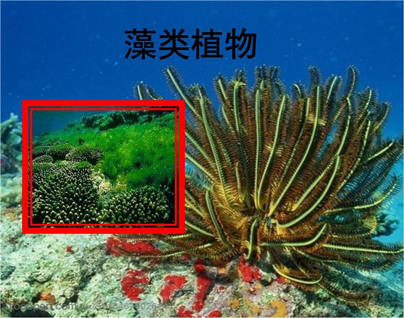 济南版七年级生物上册  2.1.1  绿色植物的主要类群（1） 课件（29张PPT）04