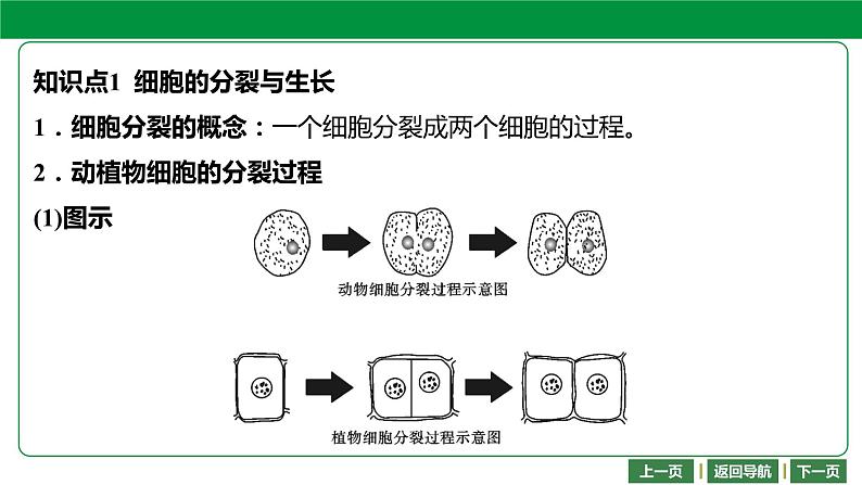 人教版2021年中考一轮复习生物课件   第二单元 第二章　细胞怎样构成生物体 （共71张PPT）04