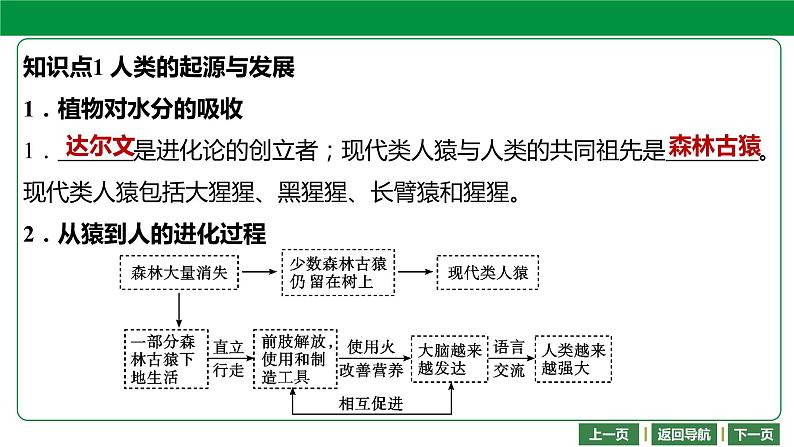 人教版2021年中考一轮复习生物 第四单元 第一章   人的由来 课件03