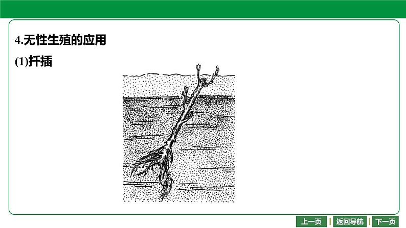 人教版2021年中考一轮复习生物第七单元 第一章 生物的生殖和发育 课件第7页