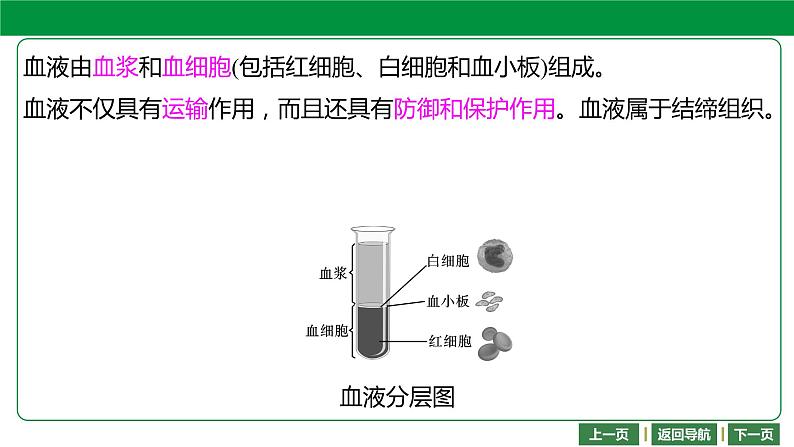 人教版2021年中考一轮复习生物 第四单元 第四章   人体内物质的运输 课件06