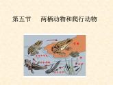 人教版八年级上册生物课件    5.1.5第五节两栖动物和爬行动物