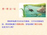 人教版八年级上册生物课件    5.1.5第五节两栖动物和爬行动物