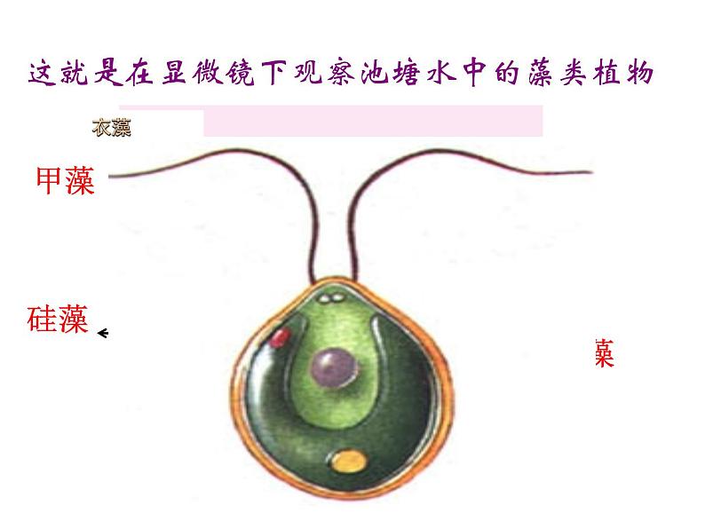 14.1五彩缤纷的植物世界 课件 苏教版八年级生物上册06