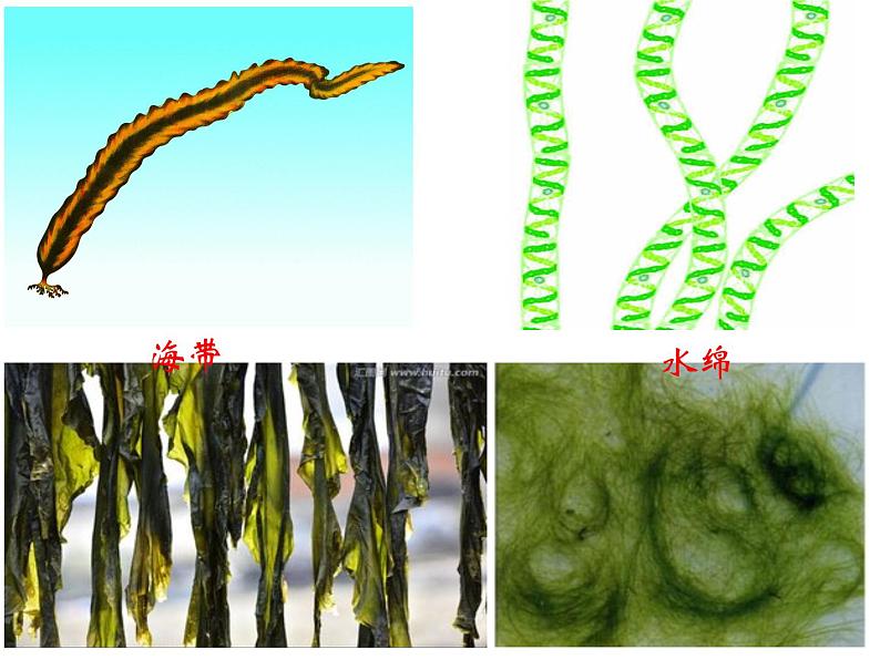 14.1五彩缤纷的植物世界 课件 苏教版八年级生物上册07