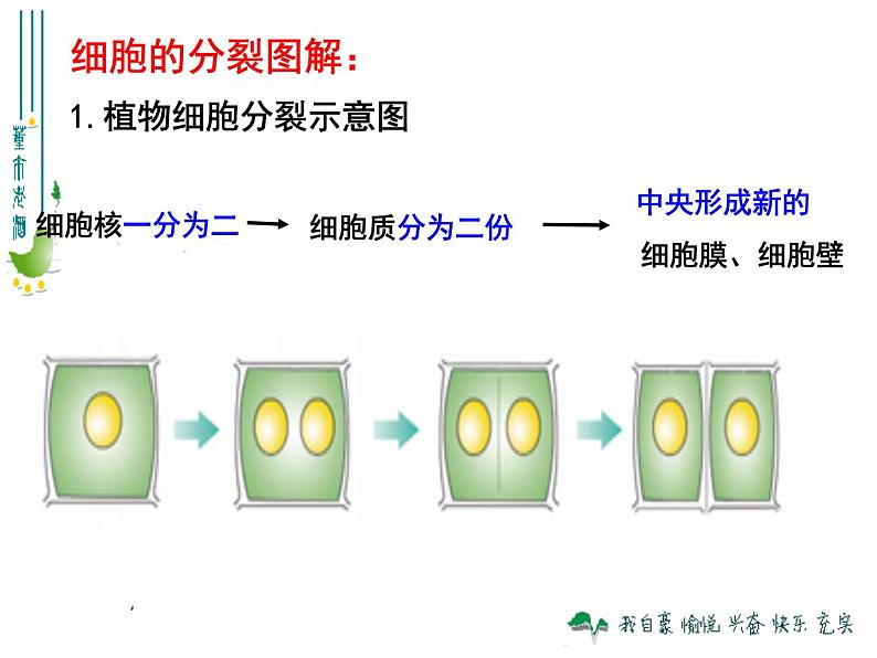 第二单元2.1《细胞通过分裂产生新细胞》教学课件第7页