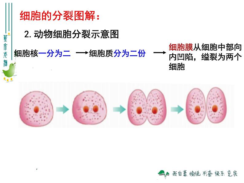 第二单元2.1《细胞通过分裂产生新细胞》教学课件第8页