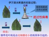 人教版八年级上册生物第五单元  第五章 病毒 课件（46张PPT）