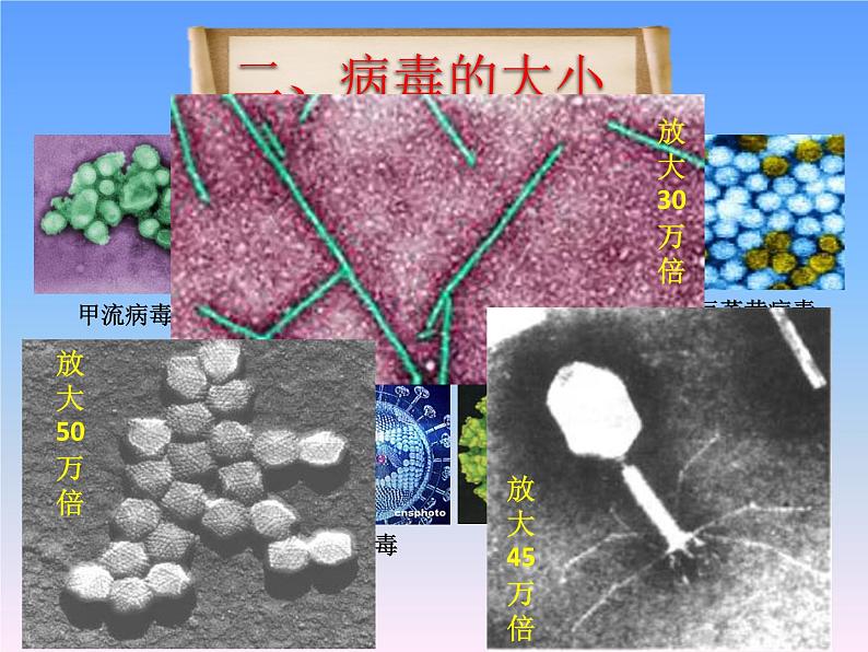 人教版八年级上册生物第五单元  第五章 病毒 课件（46张PPT）第7页