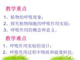 苏教版生物七年级上册课件：3.6.4绿色植物的呼吸作用（共26张PPT）